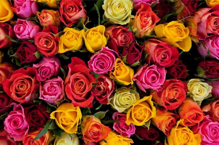 Blumensträuße-Bilder-mit-Rosen-in-vielen-Farben