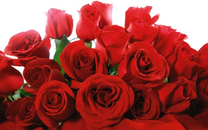Blumensträuße-Bilder-nur-von-roten-Rosen