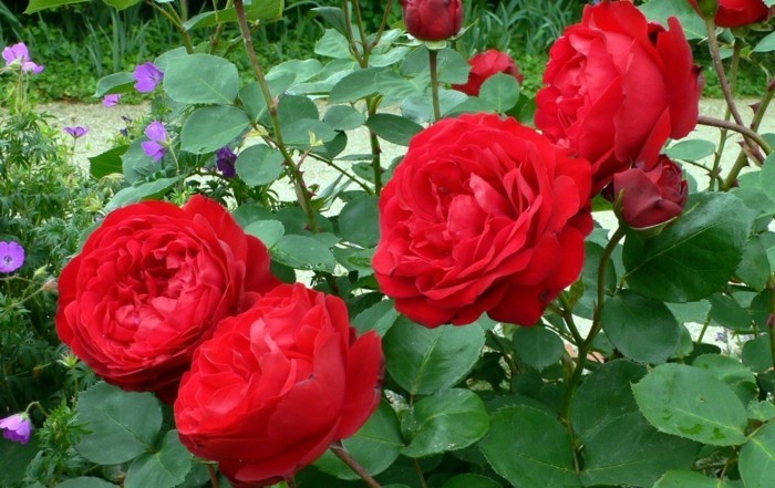Rote-Rosen-Bilder-im-Garten