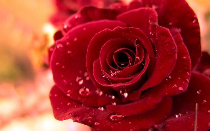 Rote-Rosen-Bilder-nach-einem-Regen