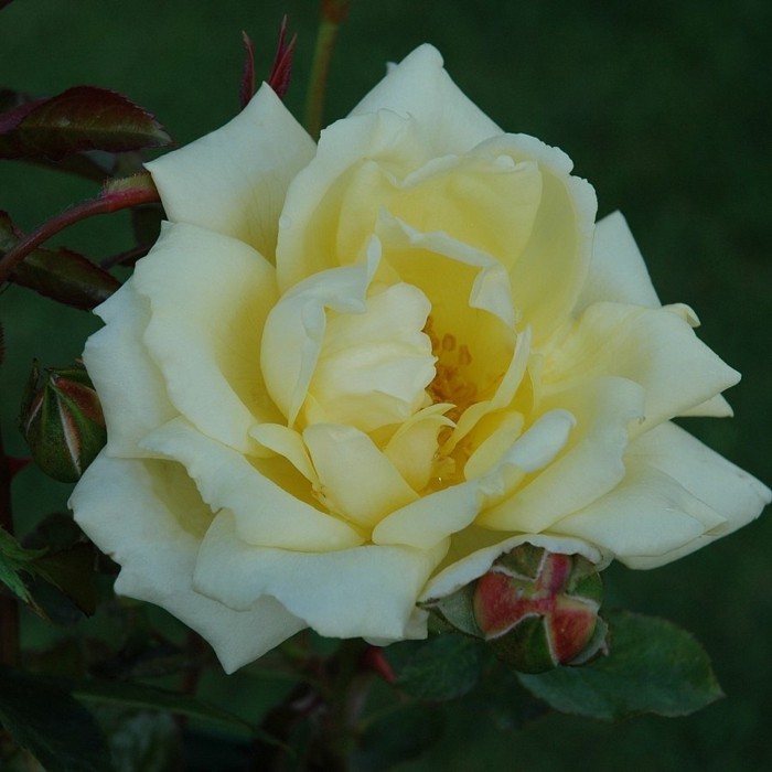 Schöne-Rosen-Bilder-von-weißer-Rose