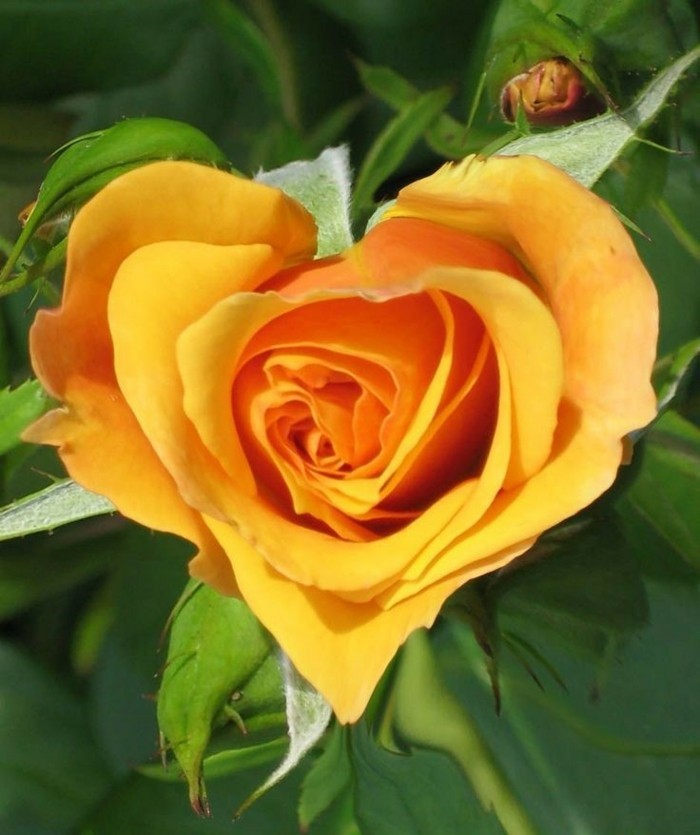 Schöne-Rosen-Bilder-wie-ein-Herz