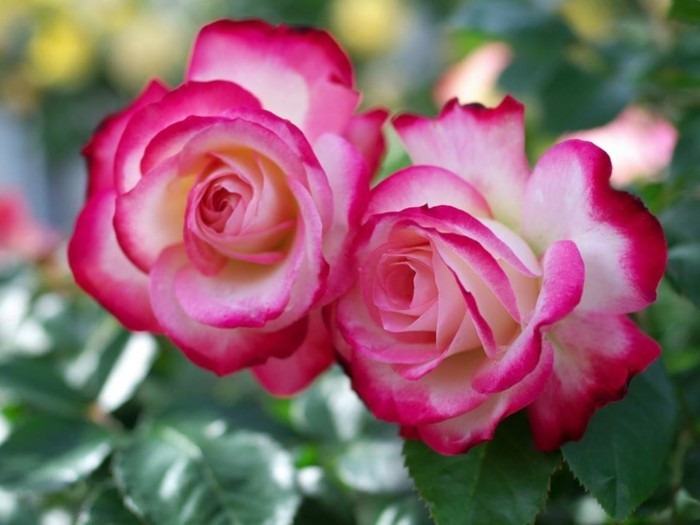 Schöne-Rosen-Bilder-zwei-Blühten