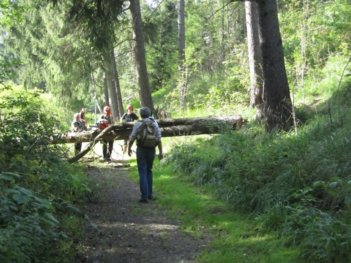 Wanderurlaub-Harz-mit-Bäumen-fallen