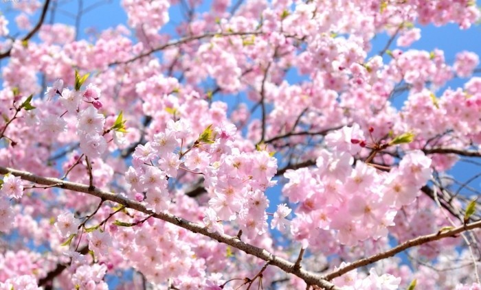 Beste-Reisezeit-Japan-im-Frühling