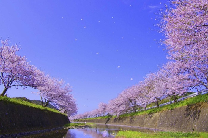 Beste-Reisezeit-Japan-ist-bei-Kirschenblüte