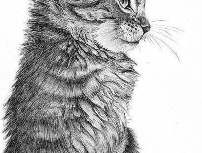 Bleistift Katze Zeichnen: Entspannung und Kreativität mit kostenlosen Ausmalbildern!