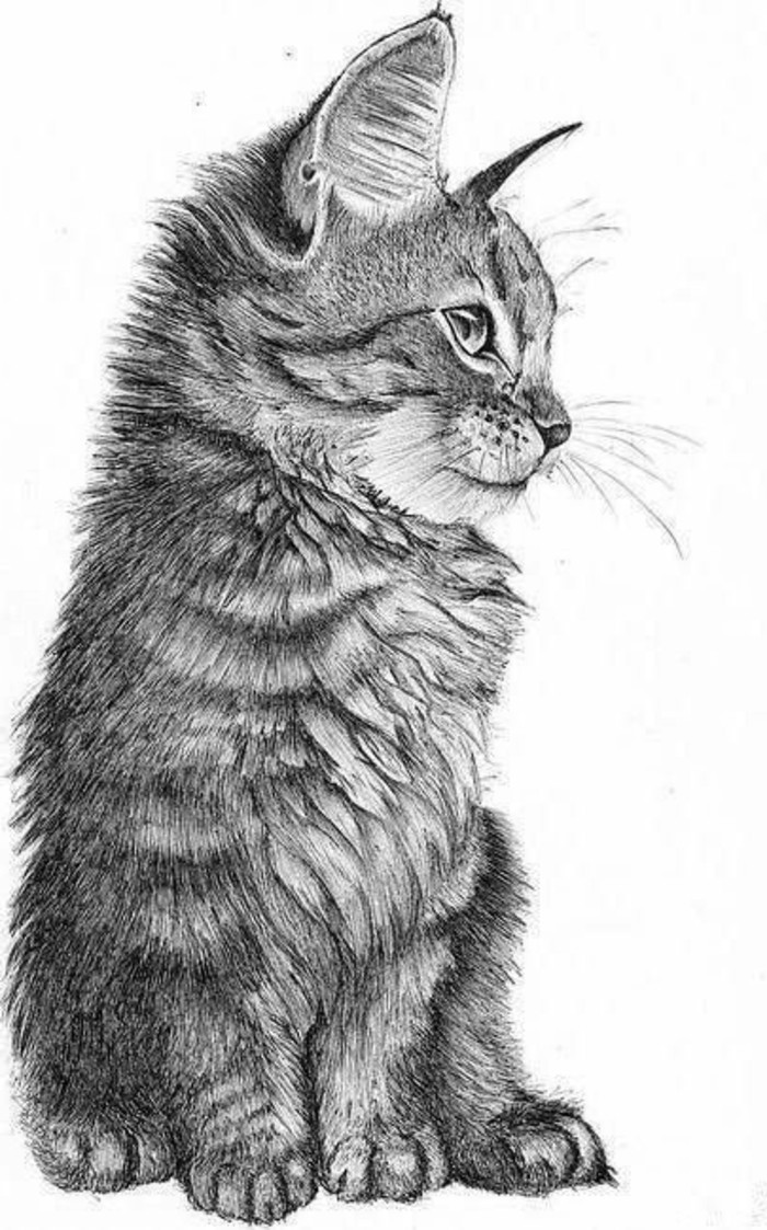 Bleistiftzeichnungen-eine-süße-kleine-Katze