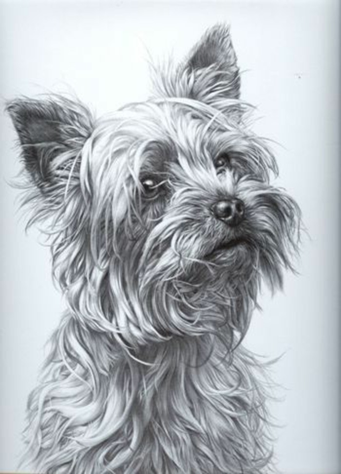 Bleistiftzeichnungen-mit-einem-süßen-Hund