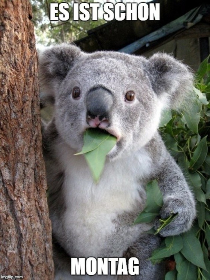 Coole-witzige-Bilder-mit-Koala