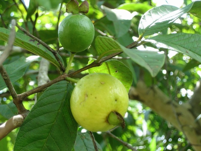 Exotische-Obstsorten-Guaven-mit-Blättern