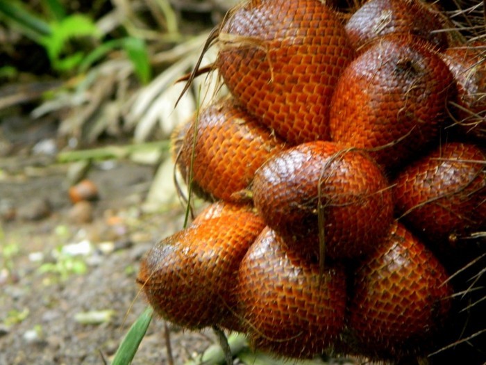 Exotisches-Obst-aus-Salakpalmen-in-Indonesia