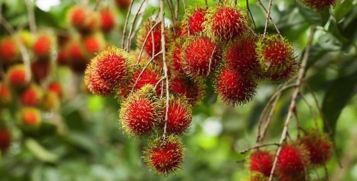 Exotisches-Obst-viele-rote-Bällchen-hängend