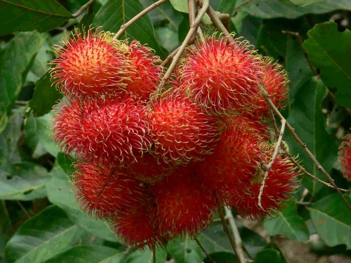 Exotisches-Obst-viele-rote-Bällchen