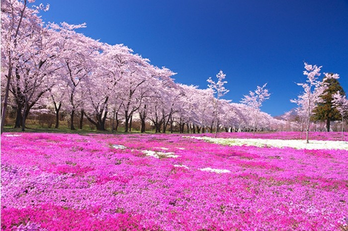 Japanische-Kirschblüte-auf-den-Boden-gefallen