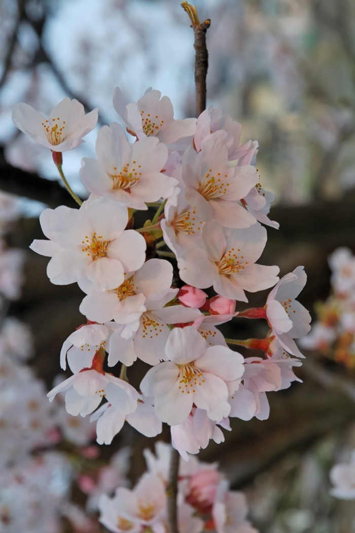 Japanische-Kirschblüte-aus-der-Stadt-Fukuschima