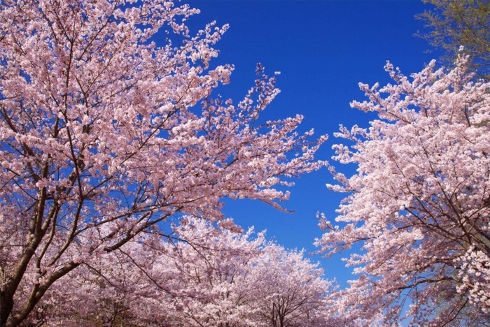 Japanische-Kirschblüte-den-Himmel-als-Hintergrund