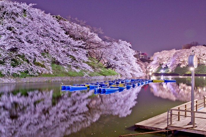 Japanische-Kirschblüte-eine-Malerei-davon-inspiriert