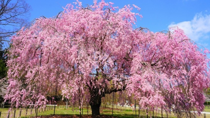 Japanische-Kirschblüte-einfach-faszinierende-Farbe