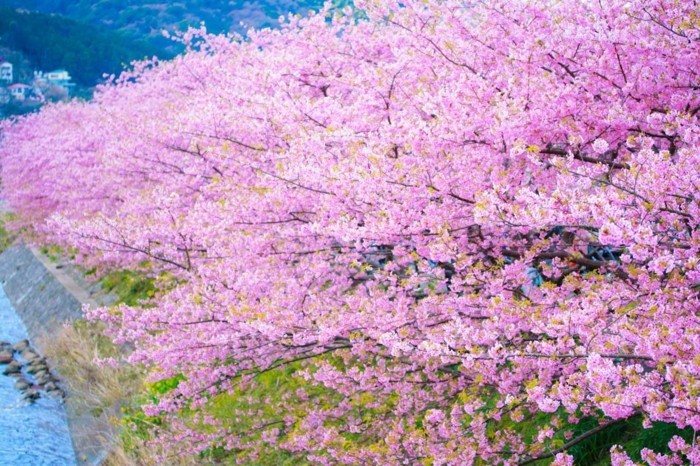 Japanische-Kirschblüte-in-dem-Gebirge
