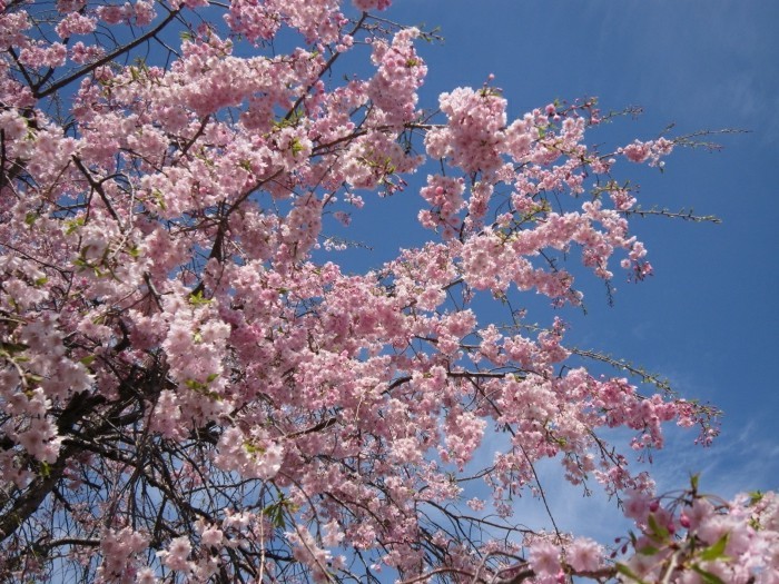 Japanische-Kirschblüte-ist-so-wunderbar