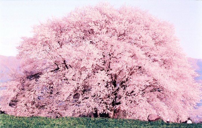 Japanische-Kirschblüte-mit-sehr-prächtiger-Krone