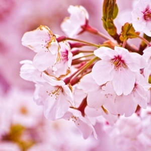 Japanische Kirschblüte – erleben Sie Japan