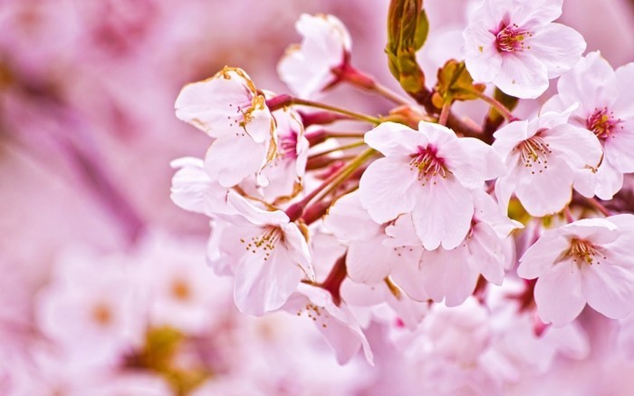 Japanische-Kirschblüte-mit-zärtlichen-Blumen