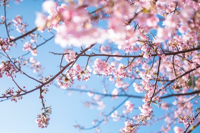 Japanische-Kirschblüte-nennt-man-Sakura