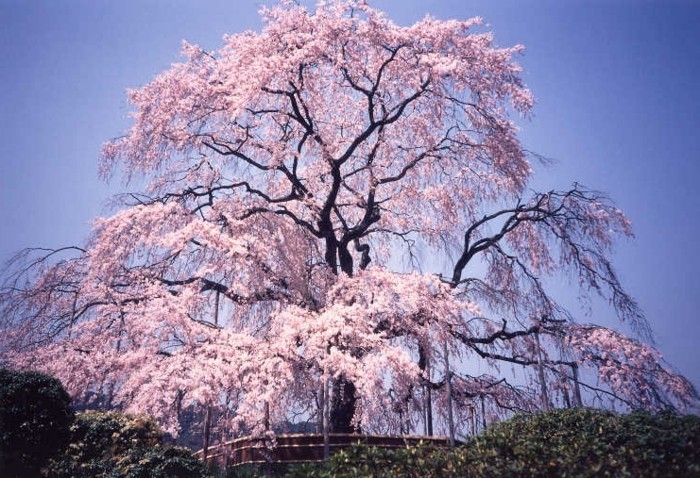 Japanische-Kirschblüte-wie-eine-Prinzessin