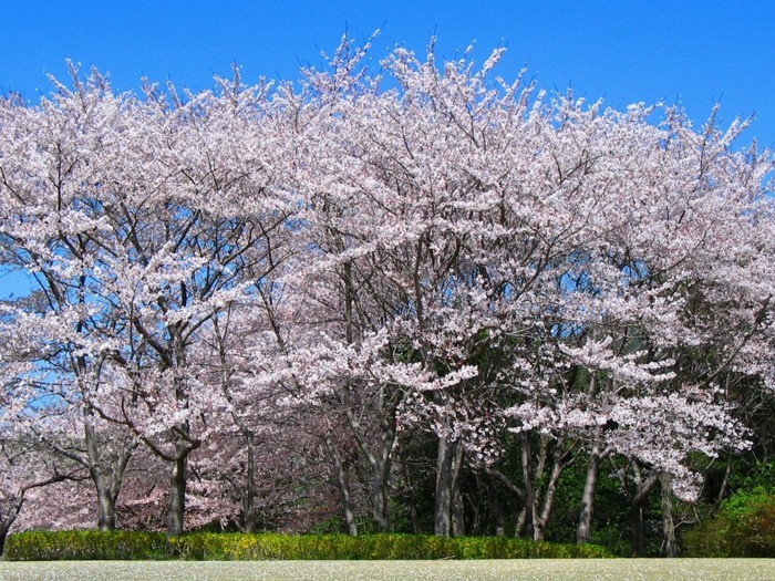 Japanische-Kirschblüte-über-glänzendes-Wasser