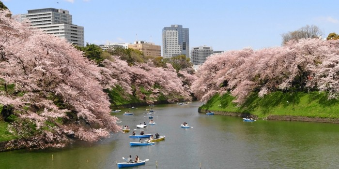 Kirschblüte-in-Japan-die-Verliebte-in-Booten