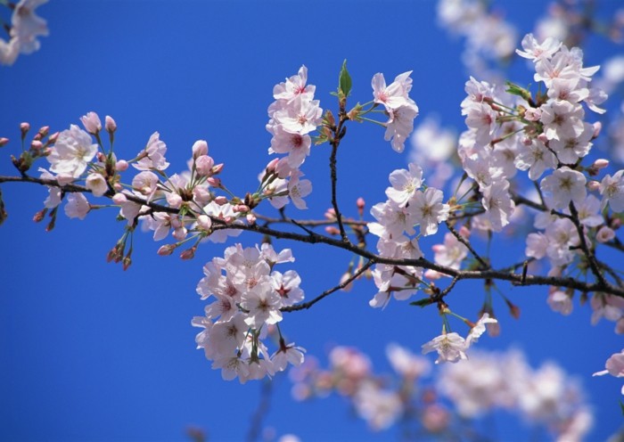 Kirschblüte-in-Japan-ein-einsamer-Ast