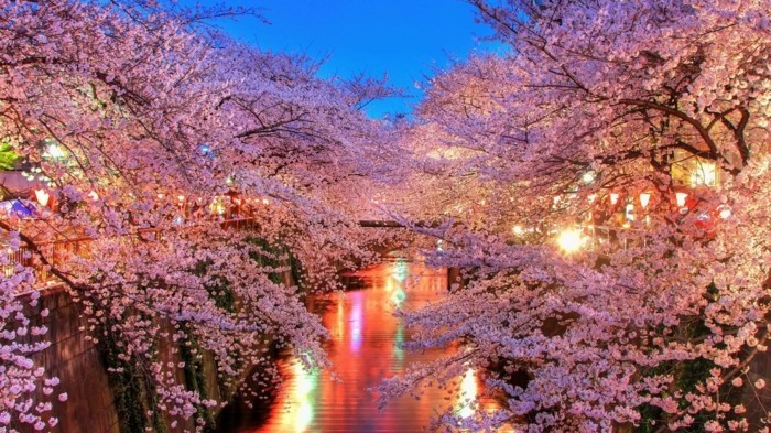 Kirschblüte-in-Japan-in-der-Nacht