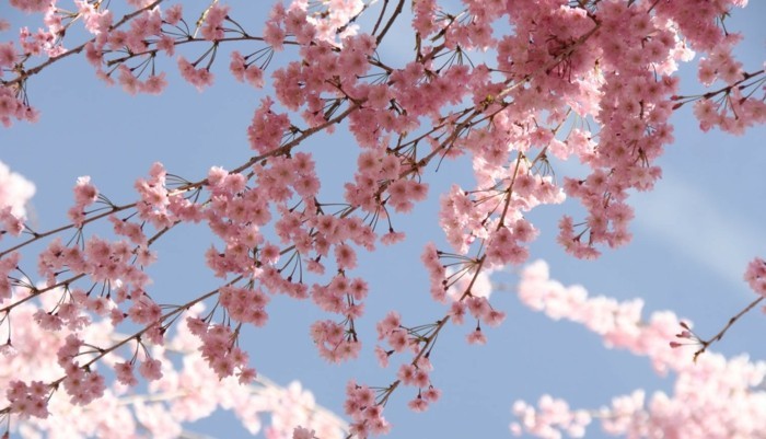 Kirschblüte-in-Japan-rosa-Äste