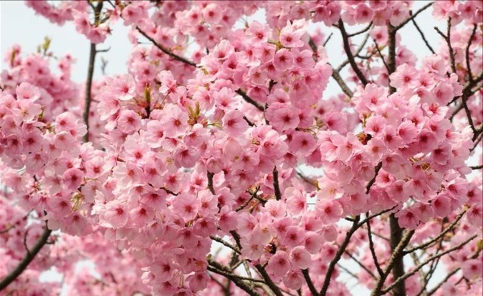 Kirschblüte-in-Japan-so-faszinierend