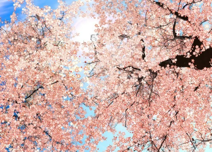 Kirschblüte-in-Japan-und-die-Sonne