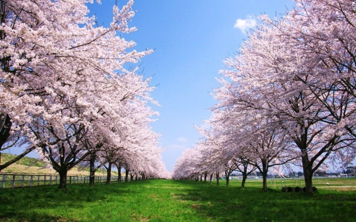 Kirschblüte-in-Japan-und-viel-Grass