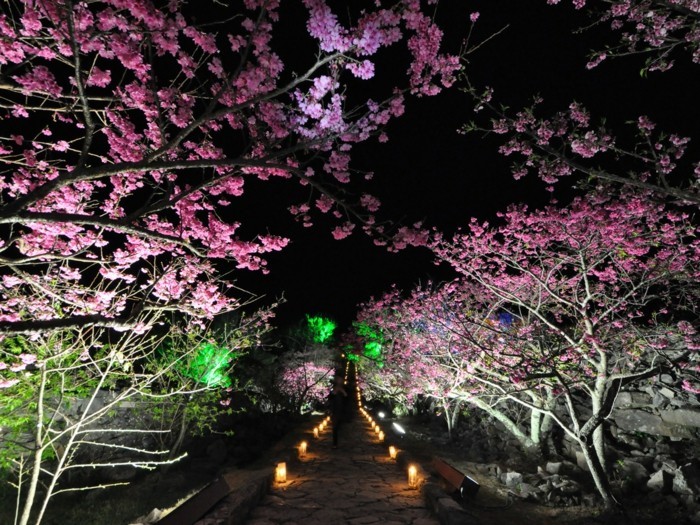 Kirschblütenfest-Japan-Lampen-in-verschiedenen-Farben