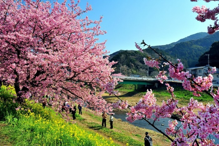 Kirschblütenfest-Japan-alle-wollen-das-sehen