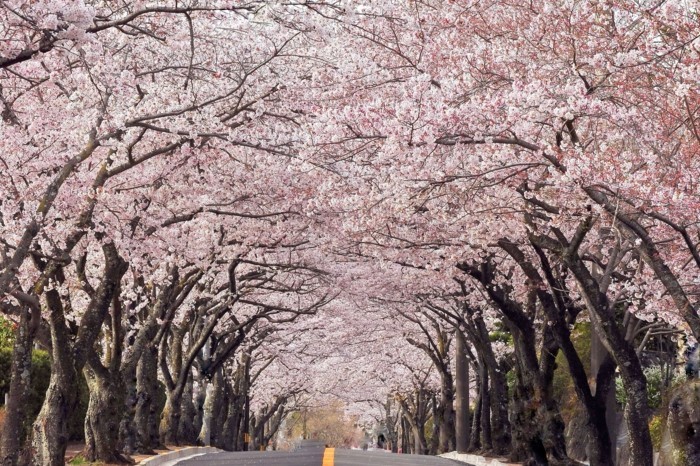 Kirschblütenfest-Japan-der-Weg-ist-bildschön