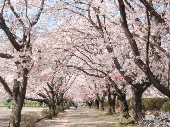 Kirschblütenfest-Japan-mit-hängenden-Lampen