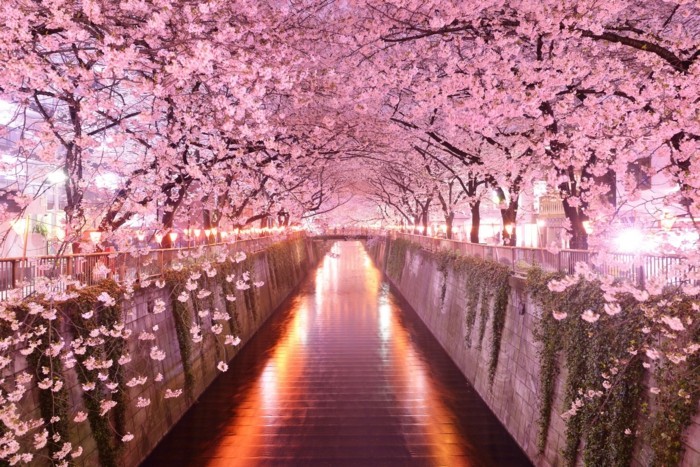 Kirschblütenfest-Japan-so-attraktiv-beleuchtet