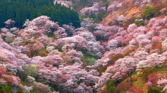 Kirschblütenfest-Japan-von-oben-fotografiert