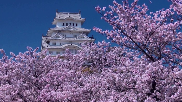 Kirschblütenfest-Japan-vor-einem-Tempel