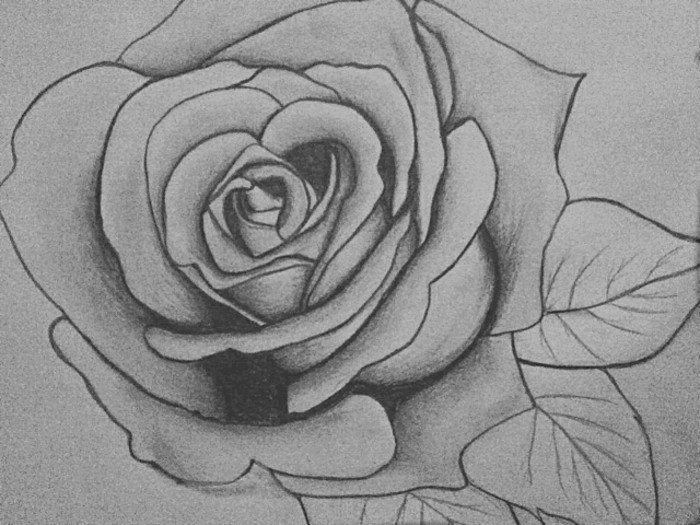 Schöne-Zeichnungen-Bleistift-eine-Rose