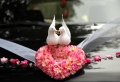 Tauben zur Hochzeit sind bestimmt ein Glücksbringer