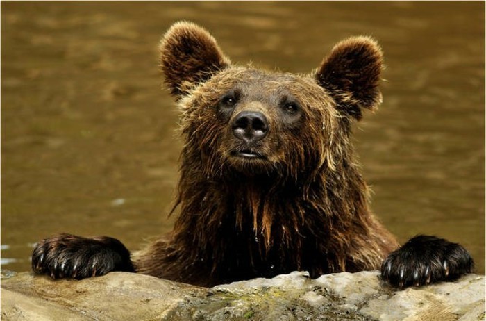 Tierpark-Schwarze-Berge-ein-nasser-Bär