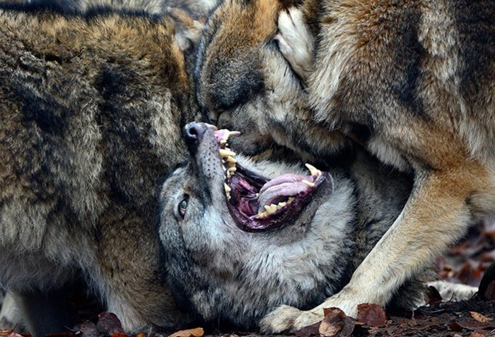 Wildparks-die-Wölfe-kämpfen-gegeneinander