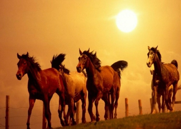 attraktive-schöne-pferde-bilder-viele-braune-pferde
